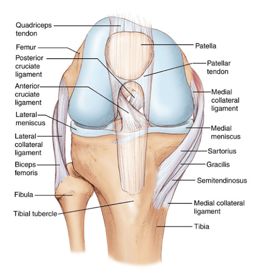 anteriorCruciateLigamentInjury